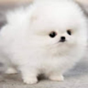 Meet your Posher, Ava